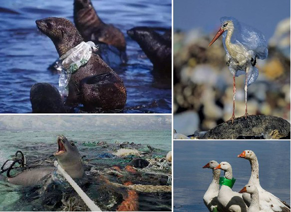 waste plastics